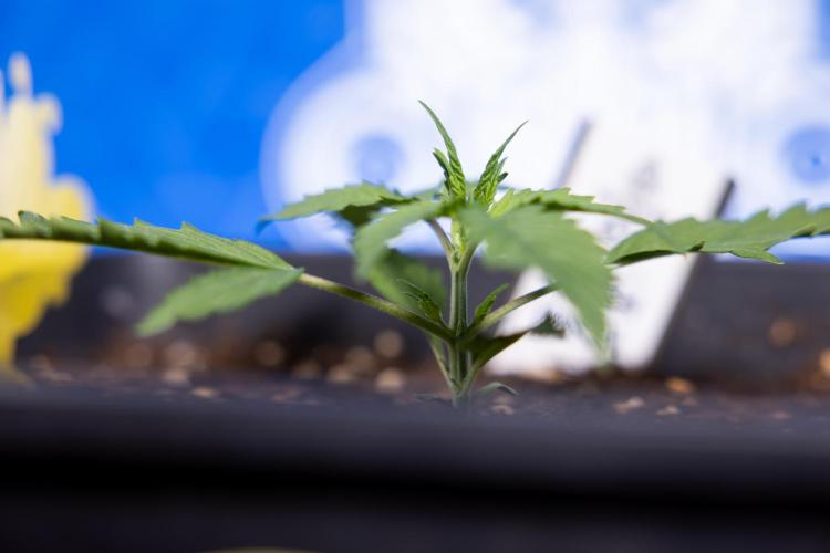 Karen Kush Auto I - Zamnesia x B&B. Week 1 - Karen Kush 1 - Day 9 - Veg - No Techniques