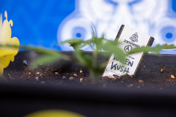 Karen Kush Auto I - Zamnesia x B&B. Week 1 - Karen Kush 1 - Day 9 - Veg - No Techniques