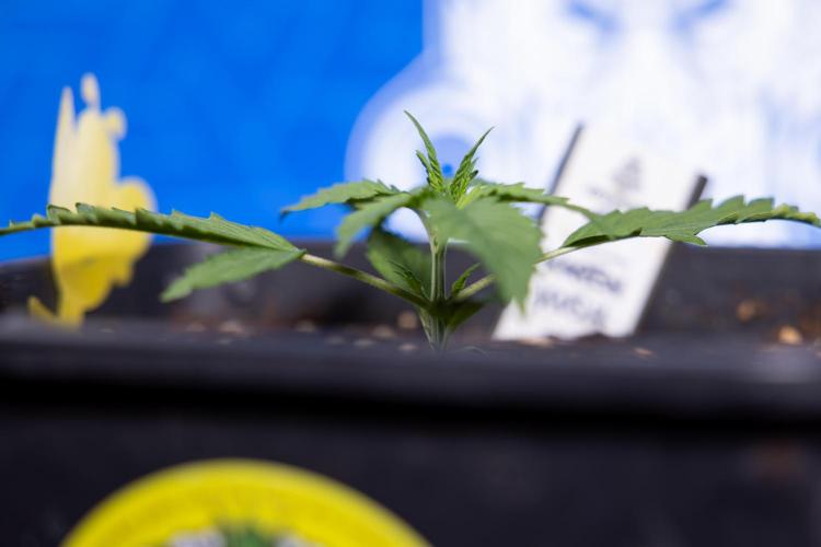 Karen Kush Auto I - Zamnesia x B&B. Week 1 - Karen Kush 1 - Day 9 - Veg - No Techniques