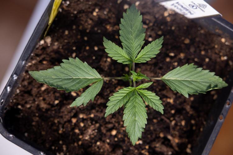 Karen Kush Auto I - Zamnesia x B&B. Week 1 - Karen Kush 1 - Day 9 - Veg - No Techniques