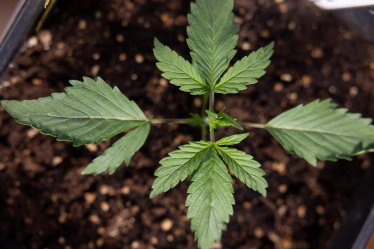 Karen Kush Auto I - Zamnesia x B&B. Week 1 - Karen Kush 1 - Day 9 - Veg - No Techniques