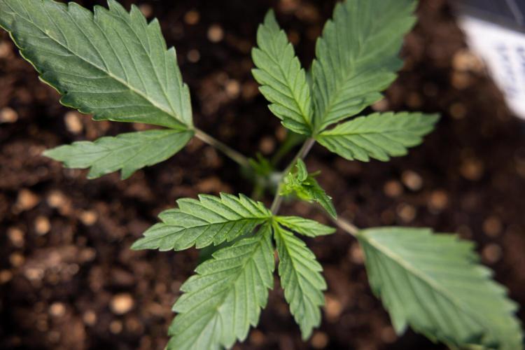 Karen Kush Auto I - Zamnesia x B&B. Week 1 - Karen Kush 1 - Day 9 - Veg - No Techniques