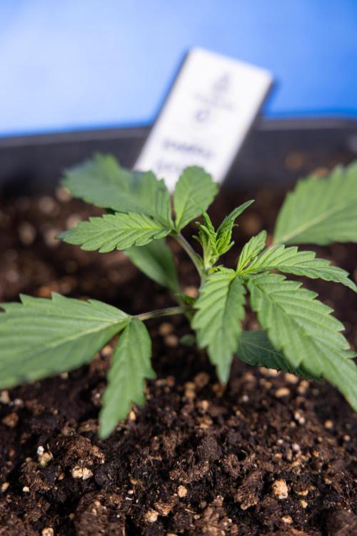 Karen Kush Auto I - Zamnesia x B&B. Week 1 - Karen Kush 1 - Day 9 - Veg - No Techniques