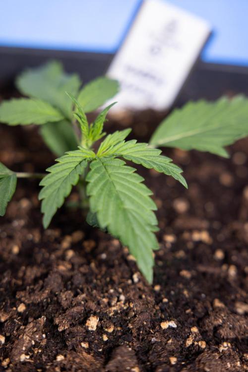 Karen Kush Auto I - Zamnesia x B&B. Week 1 - Karen Kush 1 - Day 9 - Veg - No Techniques