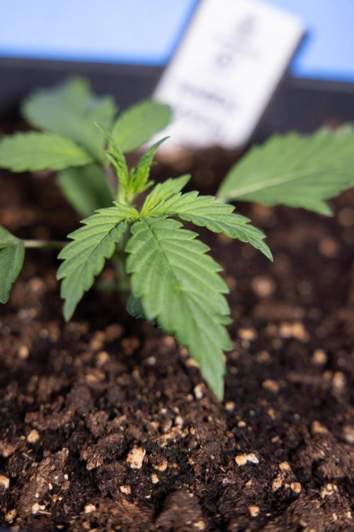 Karen Kush Auto I - Zamnesia x B&B. Week 1 - Karen Kush 1 - Day 9 - Veg - No Techniques