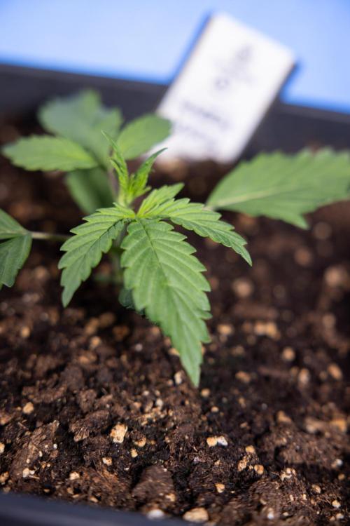 Karen Kush Auto I - Zamnesia x B&B. Week 1 - Karen Kush 1 - Day 9 - Veg - No Techniques