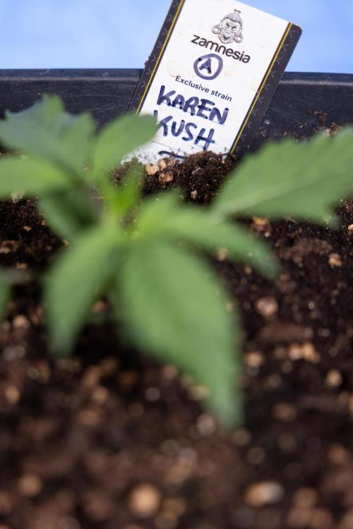 Karen Kush Auto I - Zamnesia x B&B. Week 1 - Karen Kush 1 - Day 9 - Veg - No Techniques
