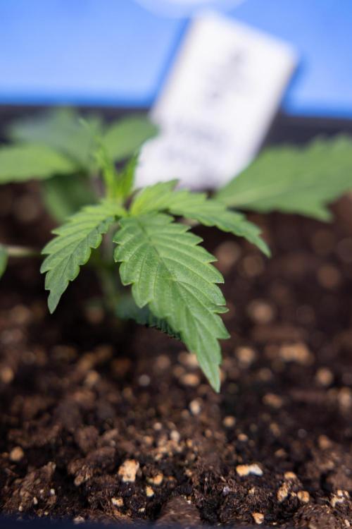 Karen Kush Auto I - Zamnesia x B&B. Week 1 - Karen Kush 1 - Day 9 - Veg - No Techniques