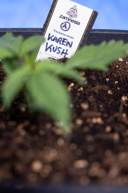 Karen Kush Auto I - Zamnesia x B&B. Week 1 - Karen Kush 1 - Day 9 - Veg - No Techniques