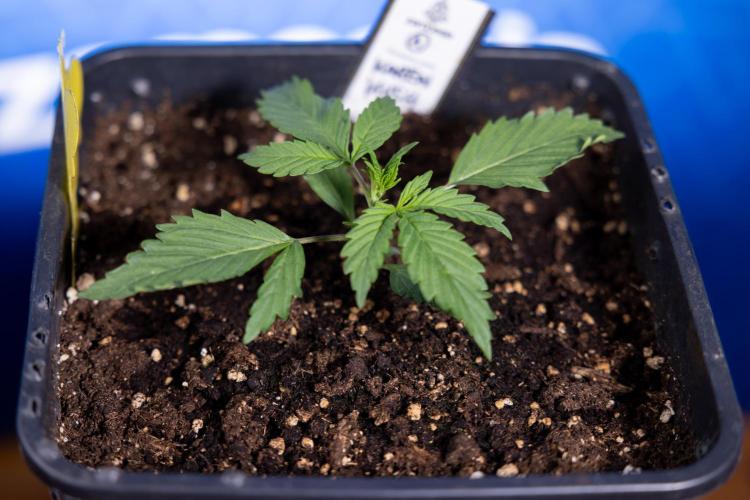 Karen Kush Auto I - Zamnesia x B&B. Week 1 - Karen Kush 1 - Day 9 - Veg - No Techniques