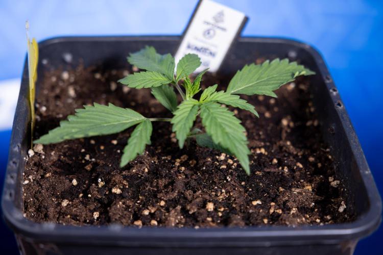 Karen Kush Auto I - Zamnesia x B&B. Week 1 - Karen Kush 1 - Day 9 - Veg - No Techniques