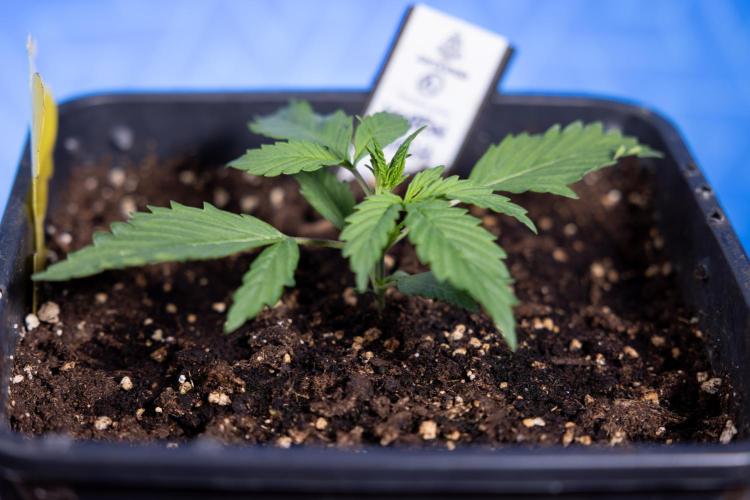 Karen Kush Auto I - Zamnesia x B&B. Week 1 - Karen Kush 1 - Day 9 - Veg - No Techniques