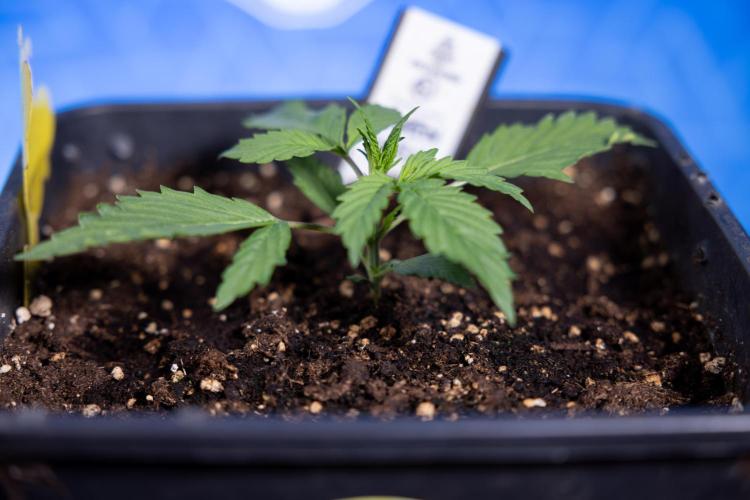 Karen Kush Auto I - Zamnesia x B&B. Week 1 - Karen Kush 1 - Day 9 - Veg - No Techniques