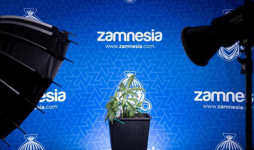 Karen Kush Auto II - Zamnesia x B&B. Week 2 - Karen Kush 2 - Day 17 - Veg - LST