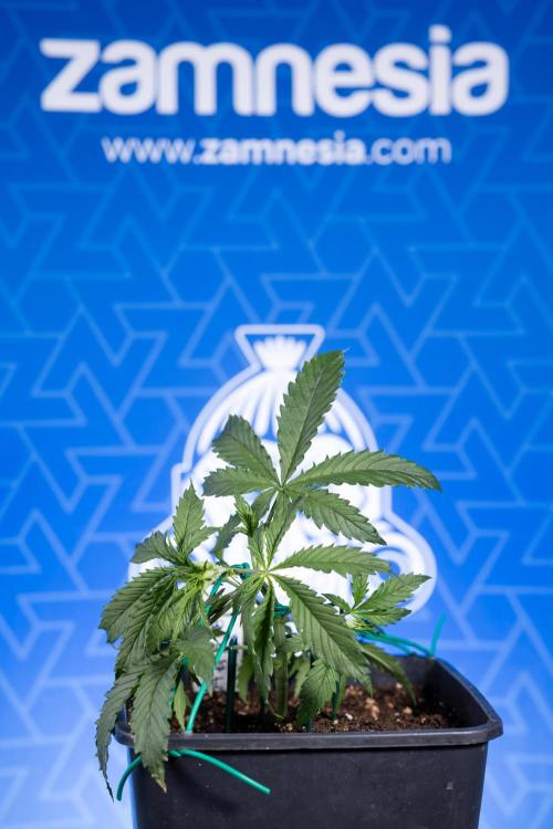 Karen Kush Auto II - Zamnesia x B&B. Week 2 - Karen Kush 2 - Day 17 - Veg - LST