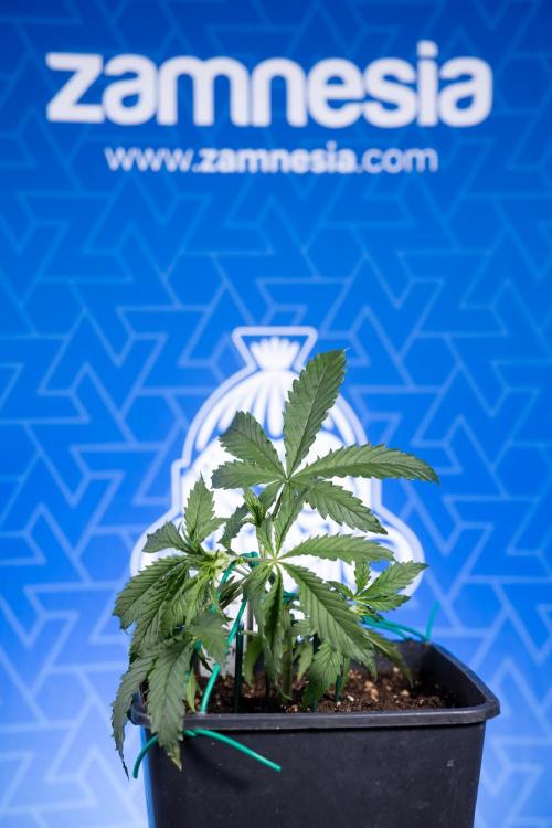 Karen Kush Auto II - Zamnesia x B&B. Week 2 - Karen Kush 2 - Day 17 - Veg - LST