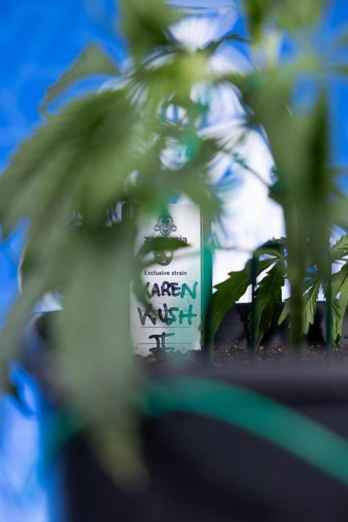 Karen Kush Auto II - Zamnesia x B&B. Week 2 - Karen Kush 2 - Day 17 - Veg - LST