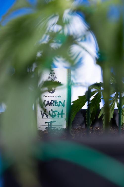 Karen Kush Auto II - Zamnesia x B&B. Week 2 - Karen Kush 2 - Day 17 - Veg - LST