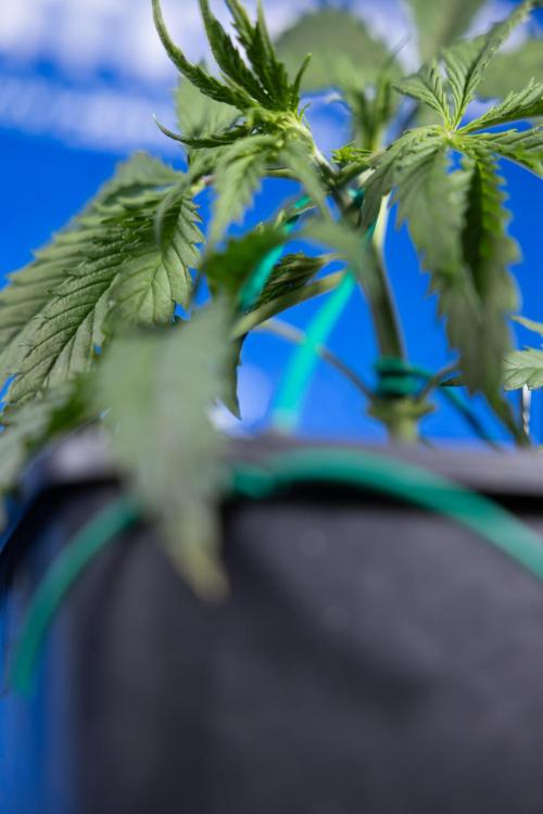 Karen Kush Auto II - Zamnesia x B&B. Week 2 - Karen Kush 2 - Day 17 - Veg - LST