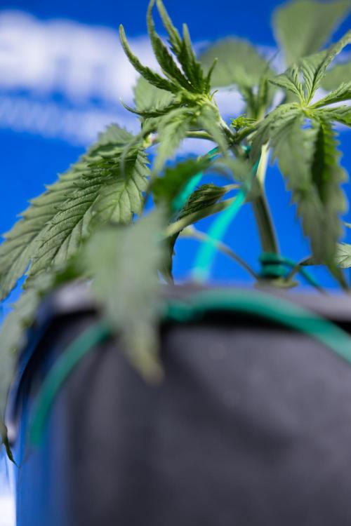 Karen Kush Auto II - Zamnesia x B&B. Week 2 - Karen Kush 2 - Day 17 - Veg - LST