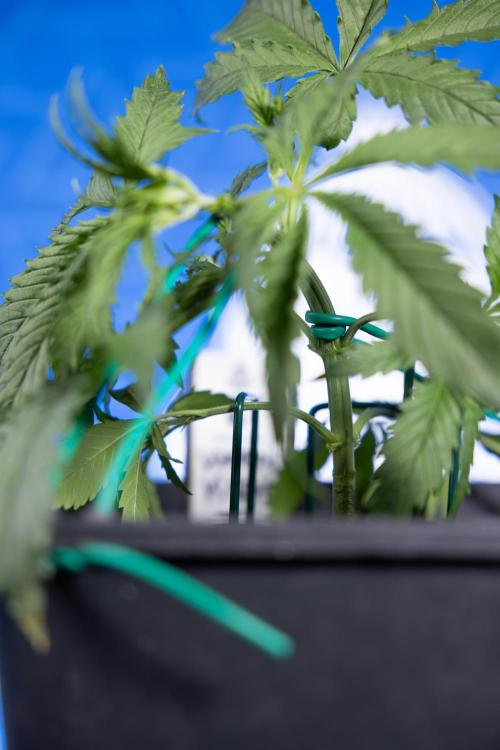 Karen Kush Auto II - Zamnesia x B&B. Week 2 - Karen Kush 2 - Day 17 - Veg - LST