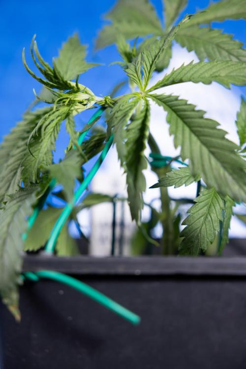 Karen Kush Auto II - Zamnesia x B&B. Week 2 - Karen Kush 2 - Day 17 - Veg - LST