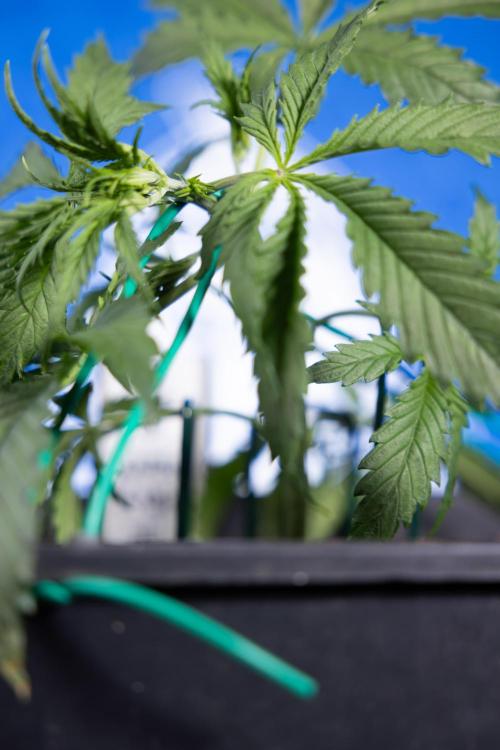 Karen Kush Auto II - Zamnesia x B&B. Week 2 - Karen Kush 2 - Day 17 - Veg - LST