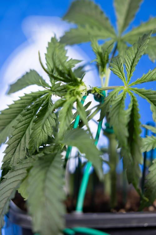 Karen Kush Auto II - Zamnesia x B&B. Week 2 - Karen Kush 2 - Day 17 - Veg - LST