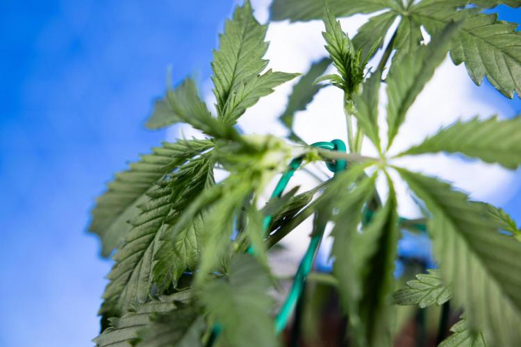 Karen Kush Auto II - Zamnesia x B&B. Week 2 - Karen Kush 2 - Day 17 - Veg - LST