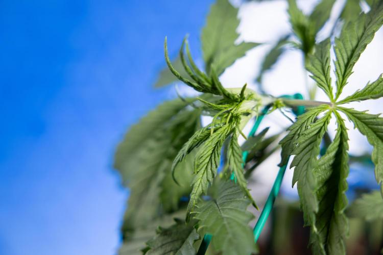 Karen Kush Auto II - Zamnesia x B&B. Week 2 - Karen Kush 2 - Day 17 - Veg - LST