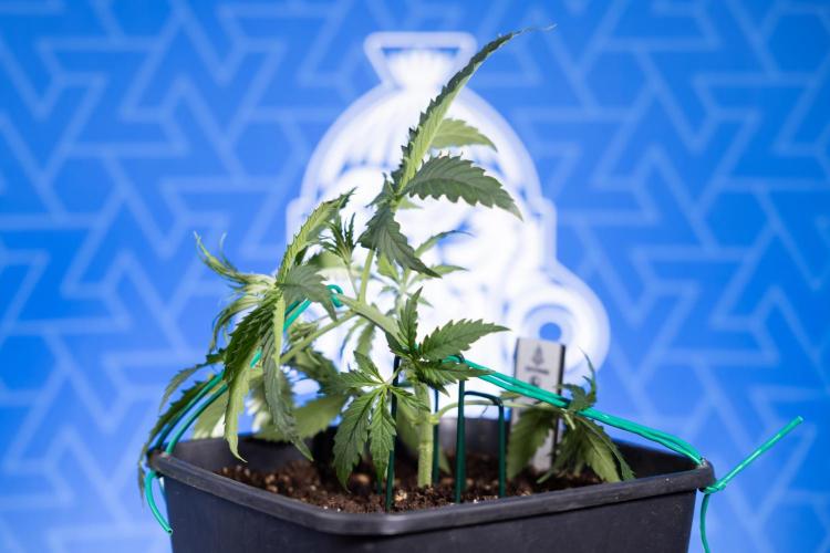 Karen Kush Auto II - Zamnesia x B&B. Week 2 - Karen Kush 2 - Day 17 - Veg - LST