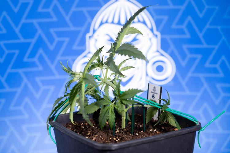 Karen Kush Auto II - Zamnesia x B&B. Week 2 - Karen Kush 2 - Day 17 - Veg - LST