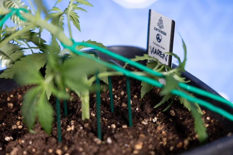 Karen Kush Auto II - Zamnesia x B&B. Week 2 - Karen Kush 2 - Day 17 - Veg - LST