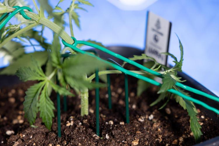 Karen Kush Auto II - Zamnesia x B&B. Week 2 - Karen Kush 2 - Day 17 - Veg - LST