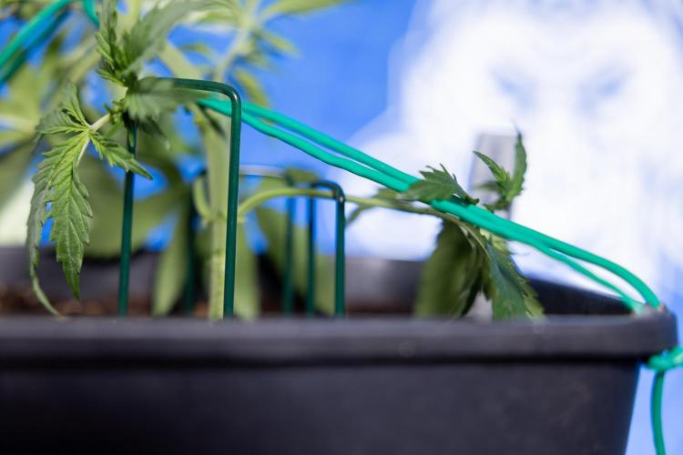 Karen Kush Auto II - Zamnesia x B&B. Week 2 - Karen Kush 2 - Day 17 - Veg - LST