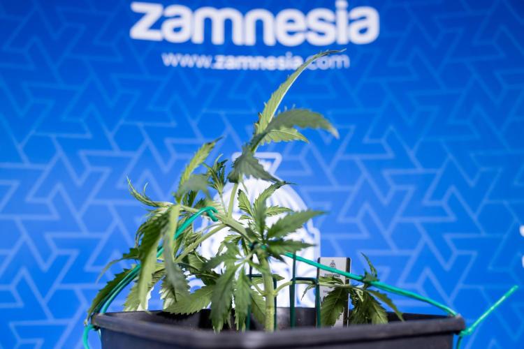 Karen Kush Auto II - Zamnesia x B&B. Week 2 - Karen Kush 2 - Day 17 - Veg - LST