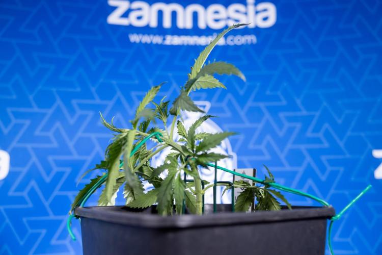 Karen Kush Auto II - Zamnesia x B&B. Week 2 - Karen Kush 2 - Day 17 - Veg - LST