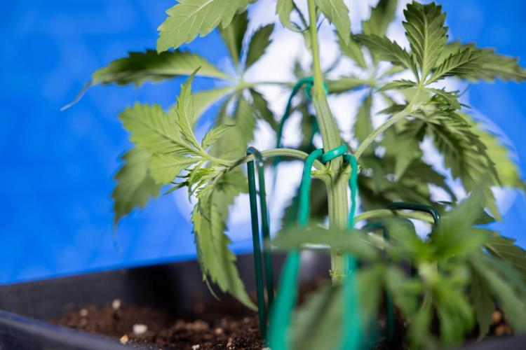 Karen Kush Auto II - Zamnesia x B&B. Week 2 - Karen Kush 2 - Day 17 - Veg - LST