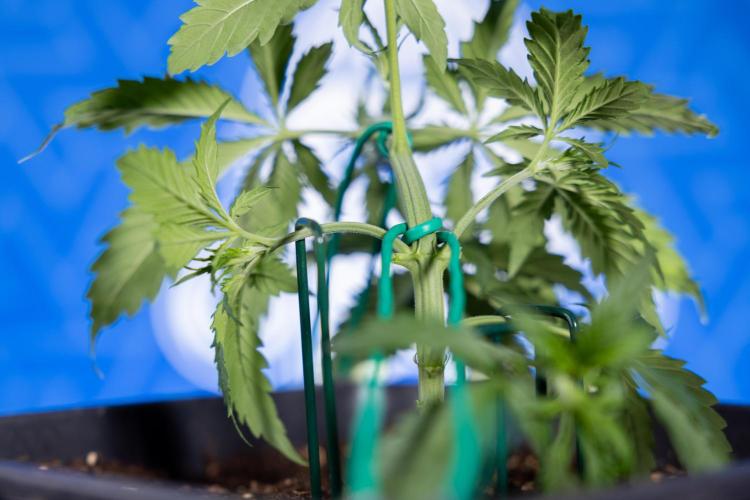 Karen Kush Auto II - Zamnesia x B&B. Week 2 - Karen Kush 2 - Day 17 - Veg - LST