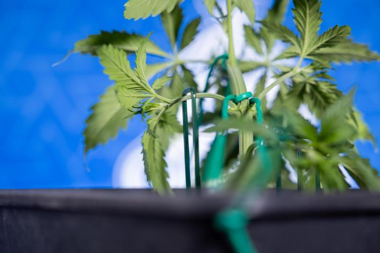 Karen Kush Auto II - Zamnesia x B&B. Week 2 - Karen Kush 2 - Day 17 - Veg - LST