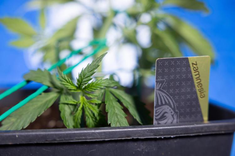 Karen Kush Auto II - Zamnesia x B&B. Week 2 - Karen Kush 2 - Day 17 - Veg - LST