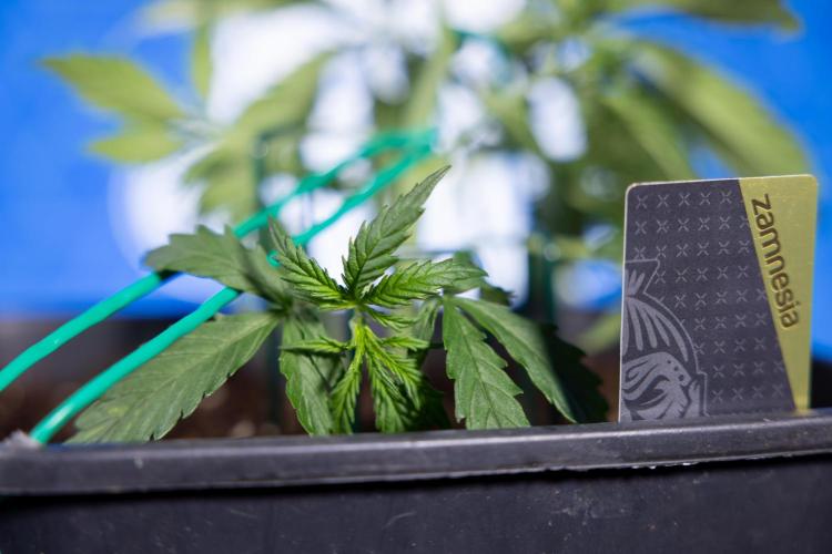 Karen Kush Auto II - Zamnesia x B&B. Week 2 - Karen Kush 2 - Day 17 - Veg - LST