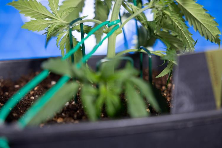 Karen Kush Auto II - Zamnesia x B&B. Week 2 - Karen Kush 2 - Day 17 - Veg - LST