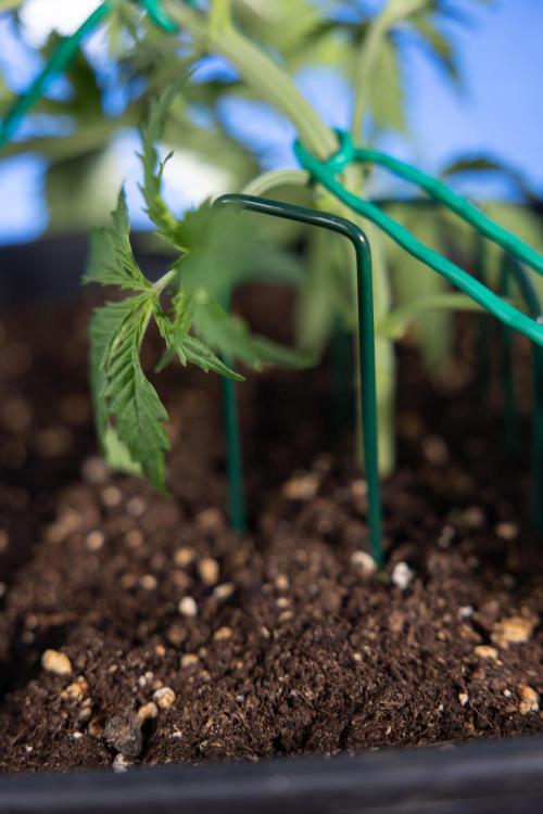 Karen Kush Auto II - Zamnesia x B&B. Week 2 - Karen Kush 2 - Day 17 - Veg - LST