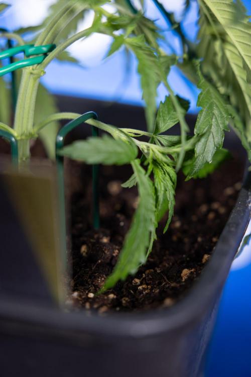 Karen Kush Auto II - Zamnesia x B&B. Week 2 - Karen Kush 2 - Day 17 - Veg - LST