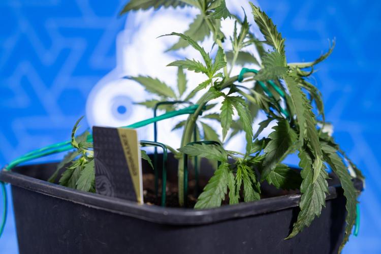 Karen Kush Auto II - Zamnesia x B&B. Week 2 - Karen Kush 2 - Day 17 - Veg - LST