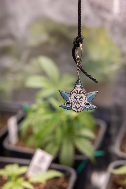 Karen Kush Auto II - Zamnesia x B&B. Week 2 - Karen Kush 2 - Day 17 - Veg - LST