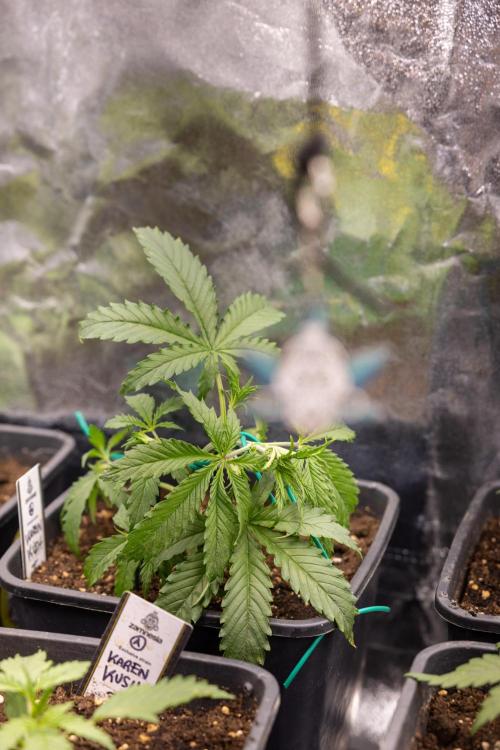 Karen Kush Auto II - Zamnesia x B&B. Week 2 - Karen Kush 2 - Day 17 - Veg - LST