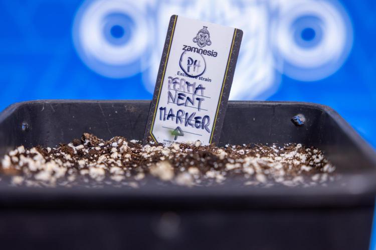 Permanent Marker - Zamnesia x B&B. Week 0 - Permanent Maker - G - Day 3