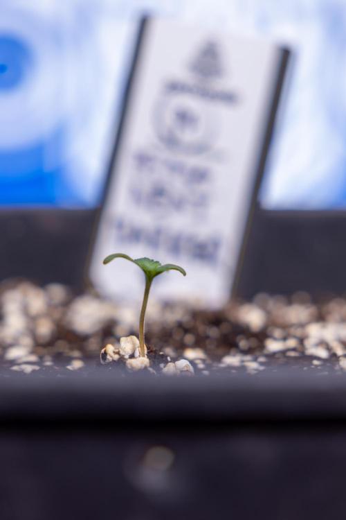 Permanent Marker - Zamnesia x B&B. Week 0 - Permanent Maker - G - Day 3